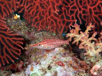 Longnose Hawkfish Solomon